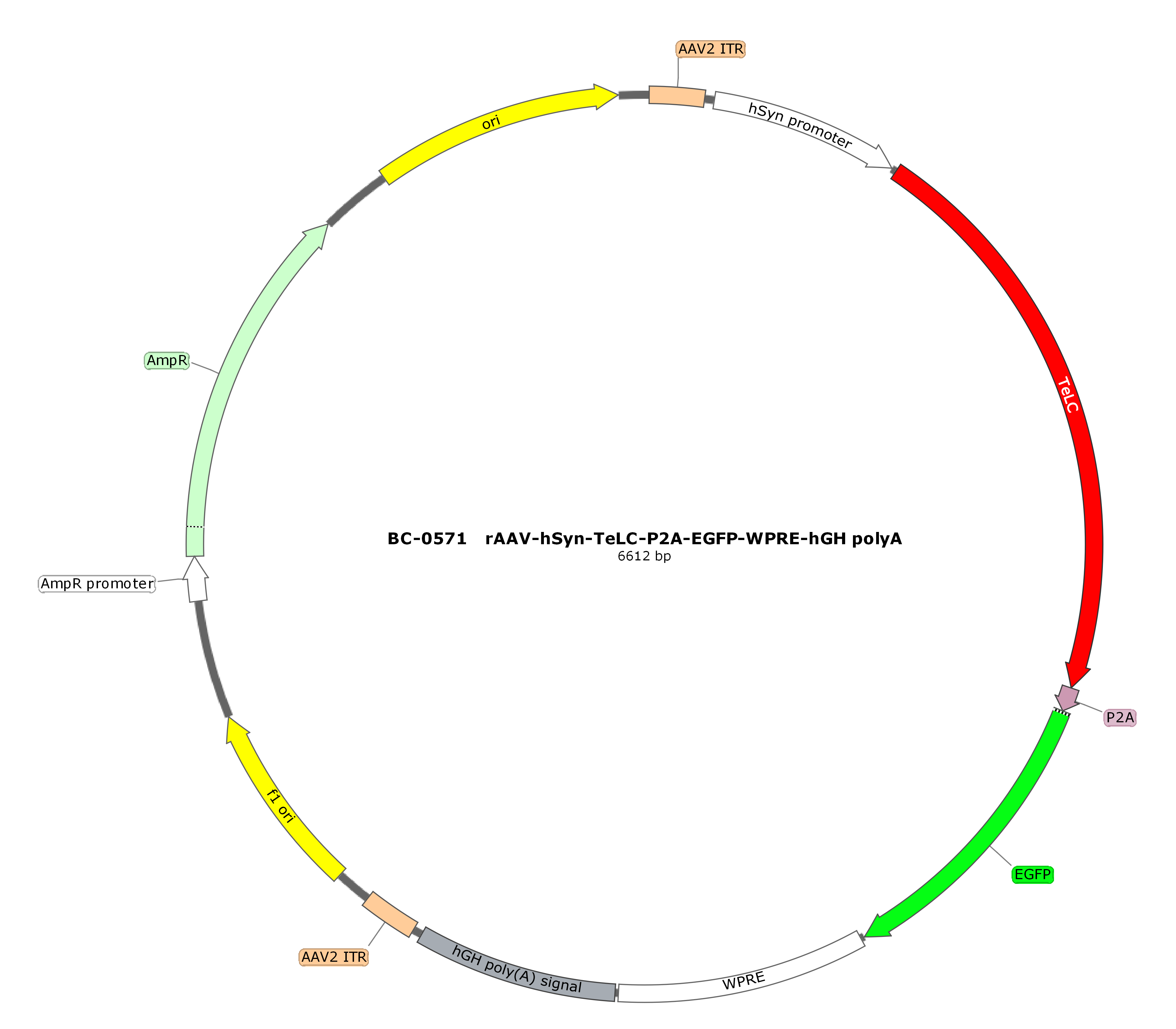 rAAV-hSyn-TeLC-P2A-EGFP