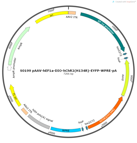 AAV2/5-hEF1a-DIO-hChR2(H134R)-EYFP-WPRE-pA