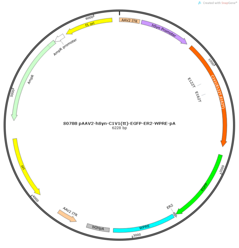 AAV2/2Retro-hSyn-C1V1(tt)-EGFP-ER2-WPRE-pA