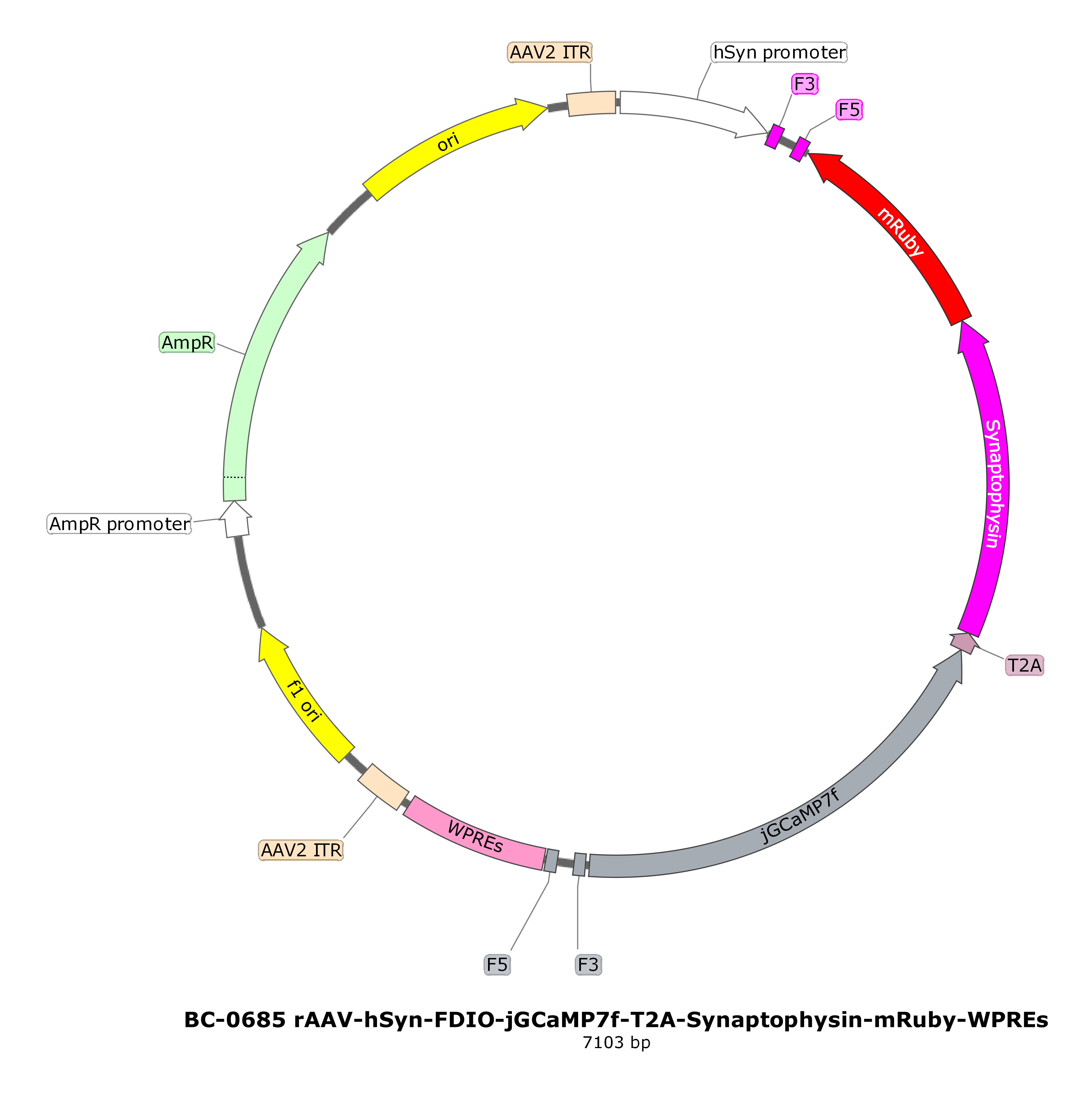 rAAV-hSyn-FDIO-jGCaMP7f-P2A-Synaptophysin-mRuby