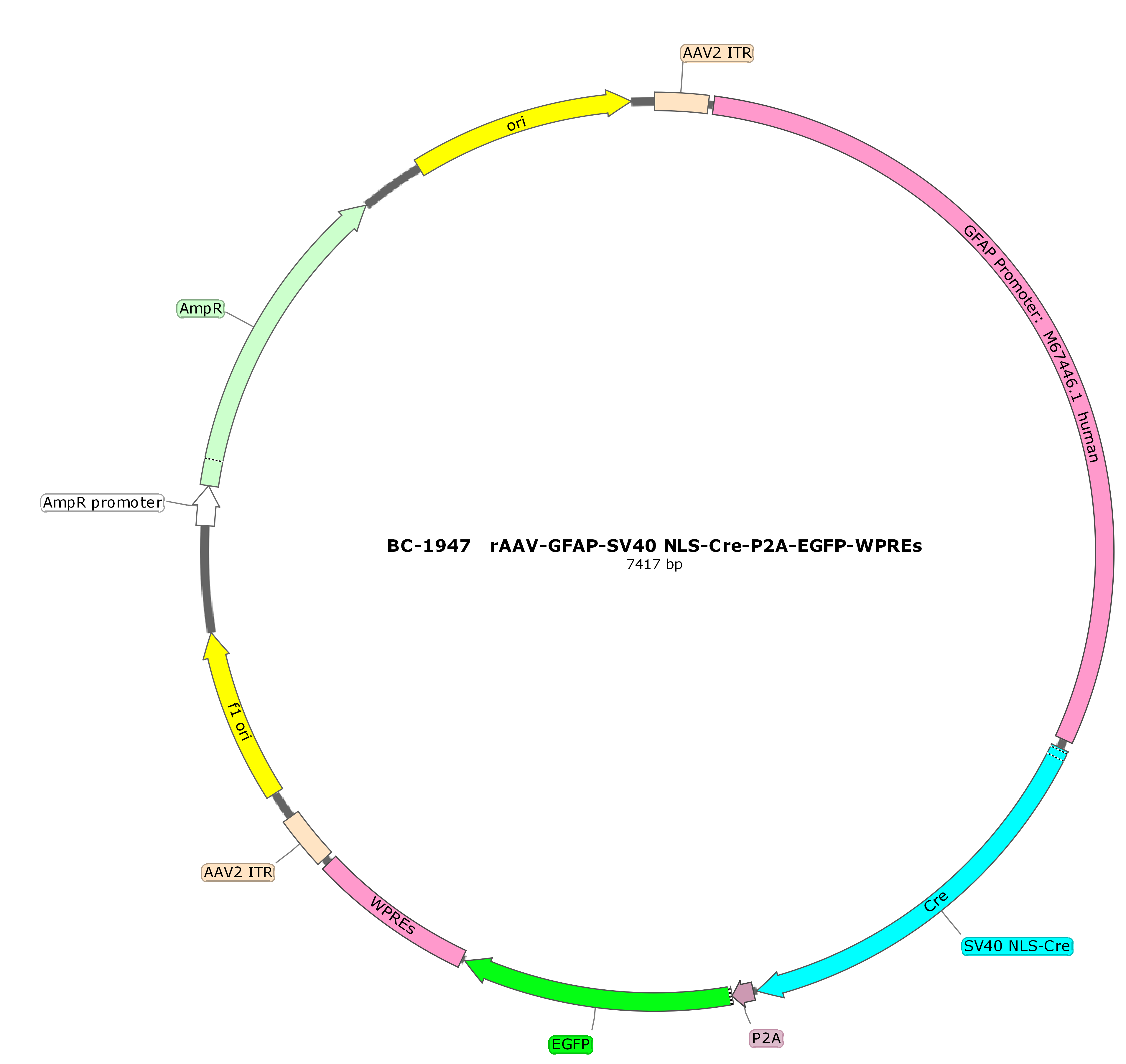 rAAV-GFAP-SV40 NLS-Cre-P2A-EGFP