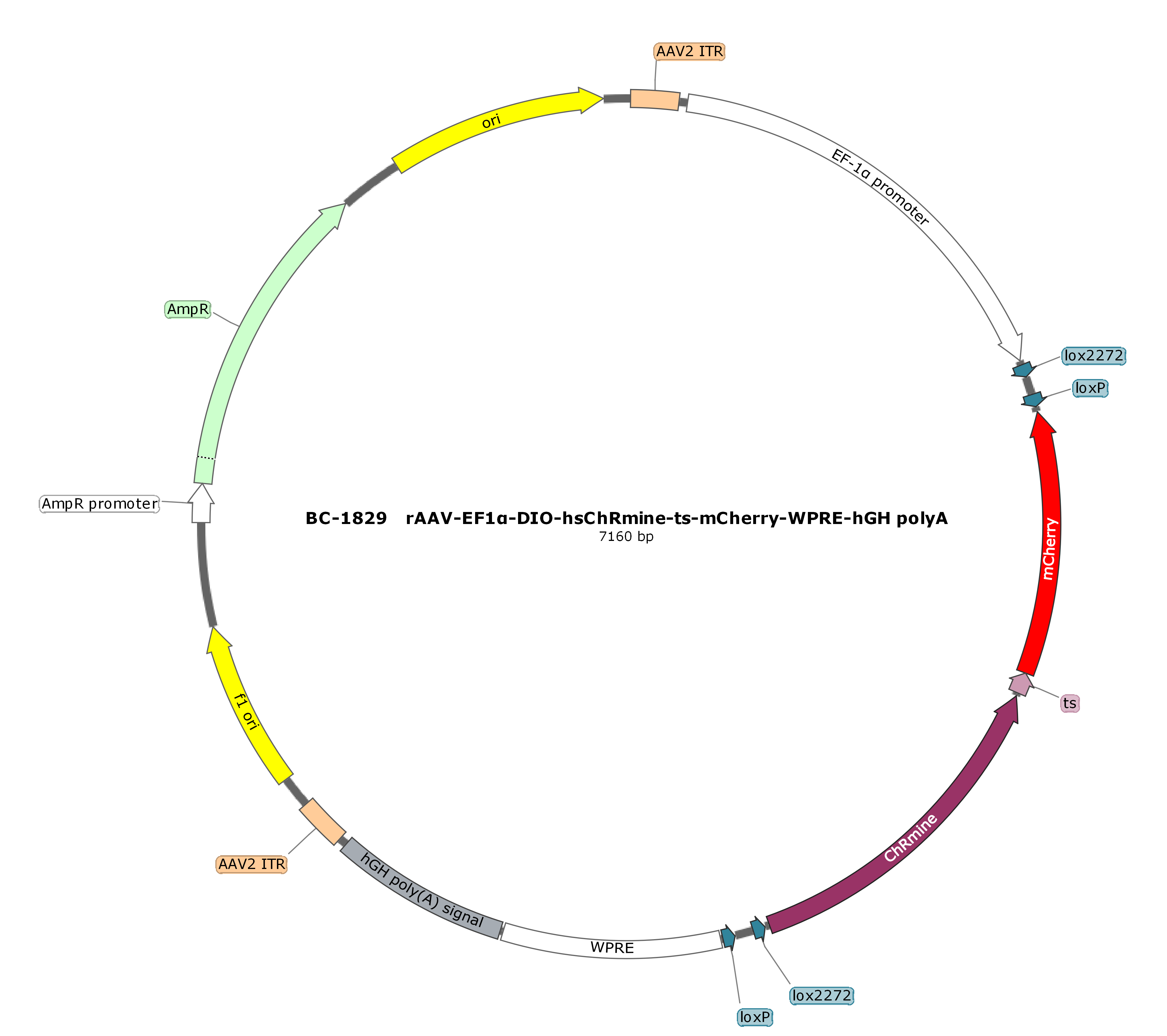 rAAV-EF1α-DIO-hsChRmine-mCherry