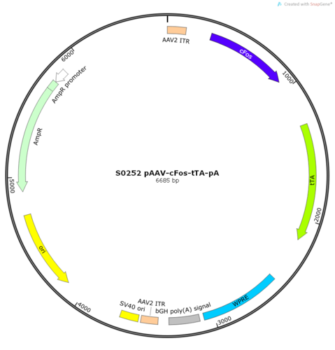 AAV2/9-cFos-DoxOff-WPRE-pA