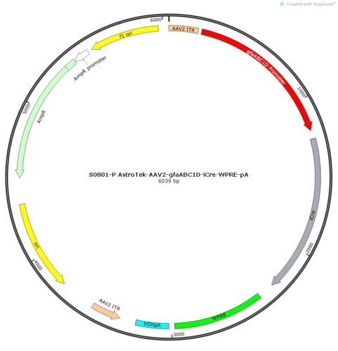 AstroTekII-AAV2/5-gfaABC1D-iCre-pA