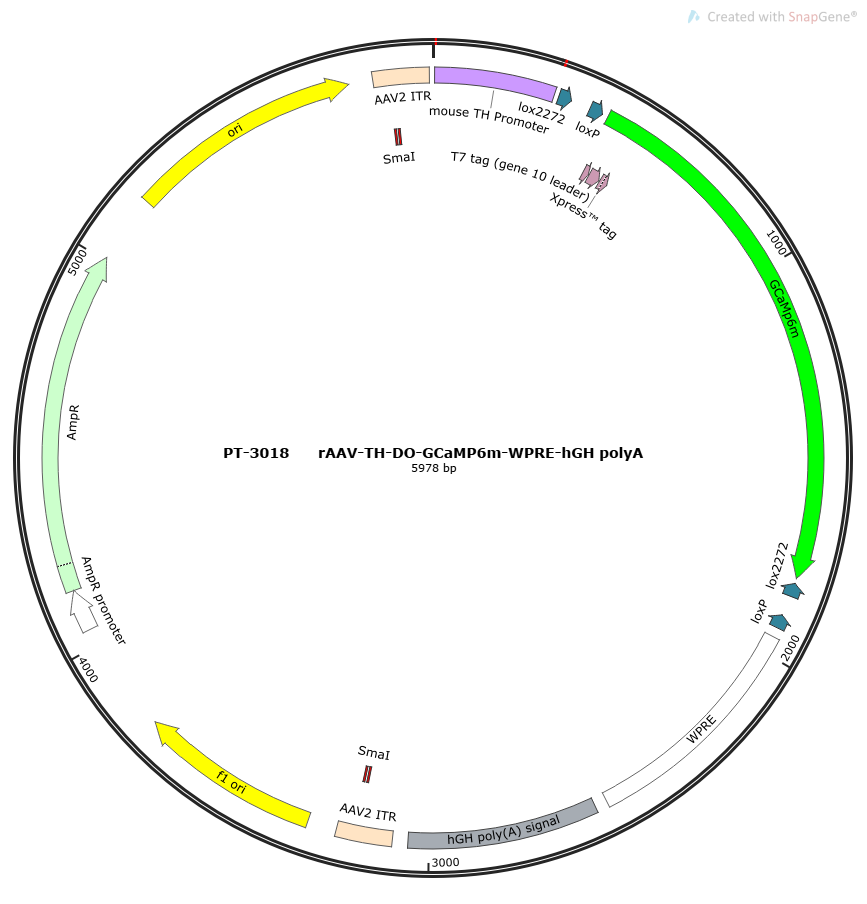 rAAV-TH-DO-GCaMP6m-WPRE-hGH polyA