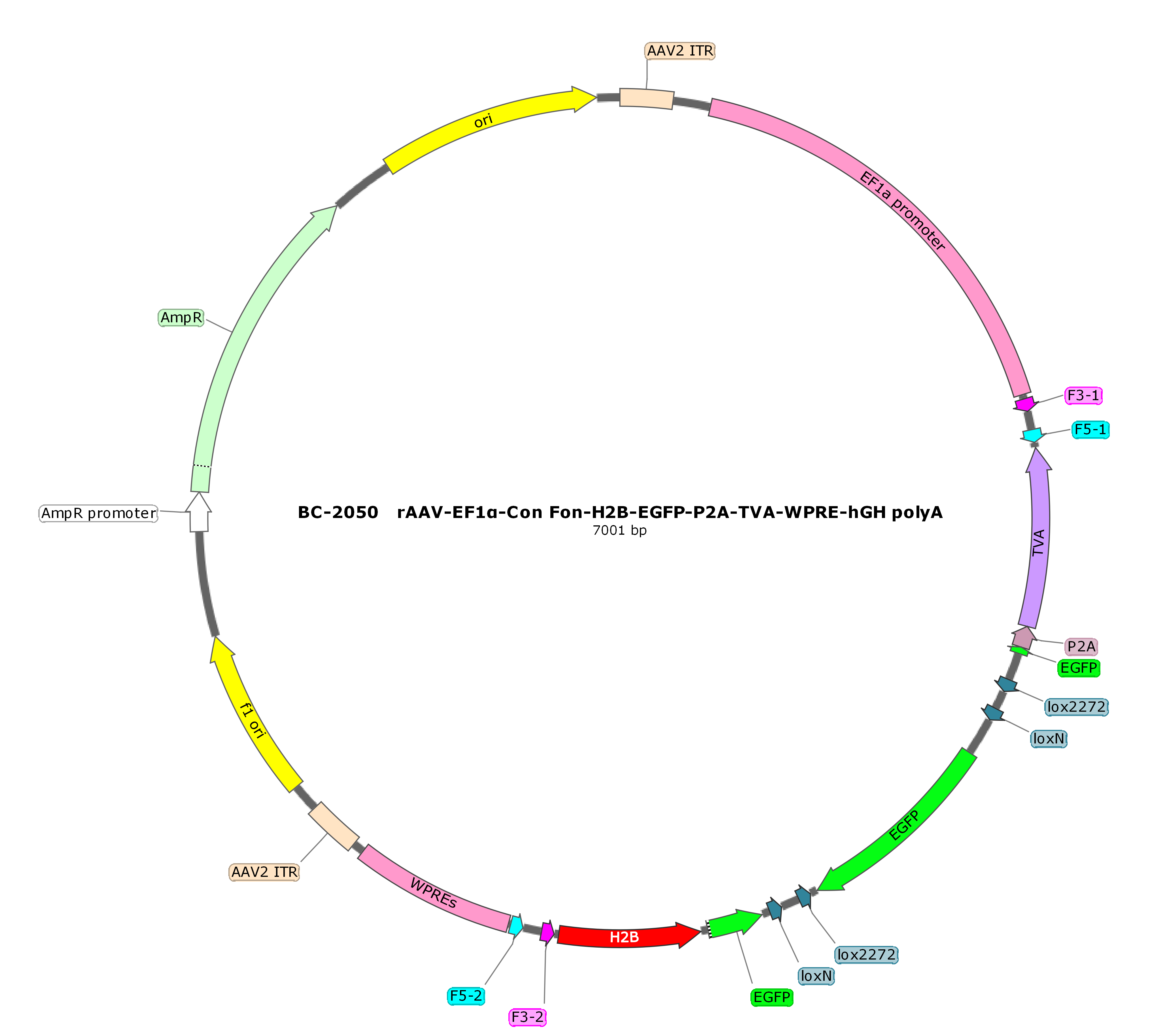 rAAV-EF1α-Con Fon-H2B-EGFP-P2A-TVA