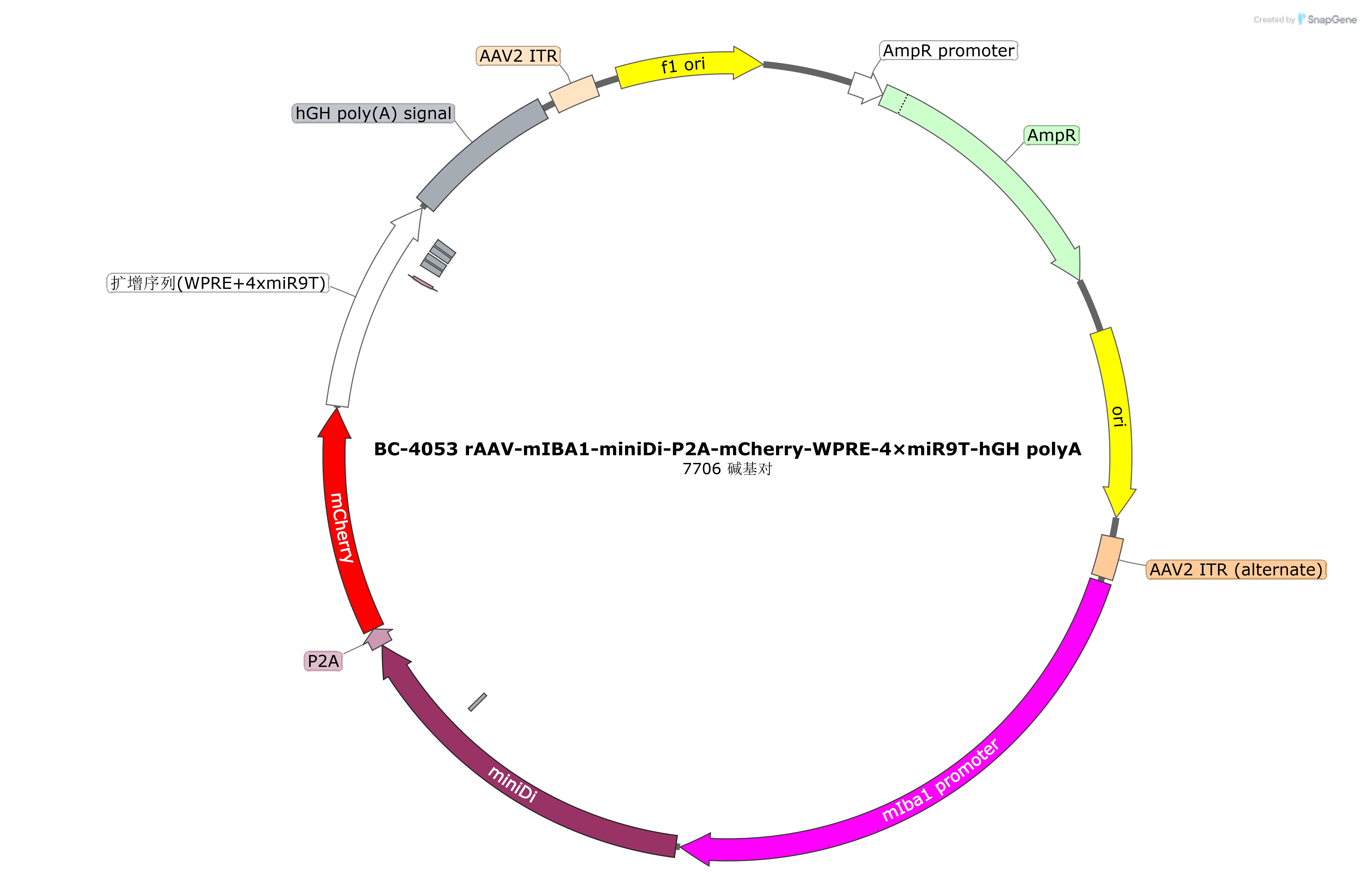 rAAV-mIBA1-miniDi-P2A-mCherry-WPRE-4×miR9T