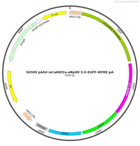 AAV2/9-mCaMKIIa-eNpHR 3.0-EGFP-WPRE-pA