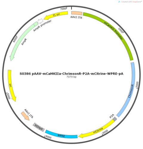 AAV2/9-mCaMKIIa-ChrimsonR-ER2-P2A-mCitrine-WPRE-pA