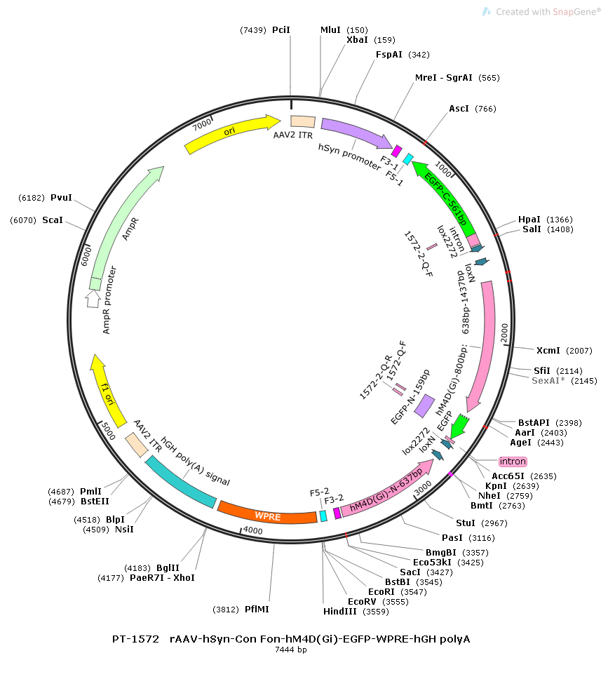 rAAV-hSyn-Con Fon-hM4D(Gi)-EGFP-WPRE-hGH polyA