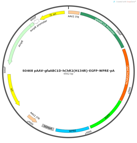 AAV2/8-gfaABC1D-hChR2(H134R)-EGFP-ER2-WPRE-pA