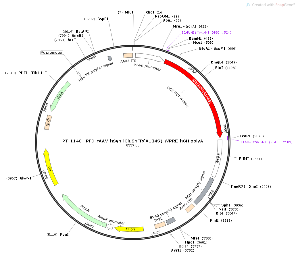 rAAV-hSyn-iGluSnFR(A184S)-WPRE-hGH polyA
