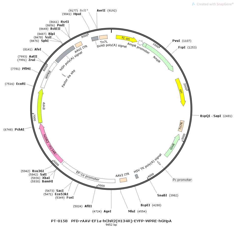 rAAV-EF1a-hChR2(H134R)-EYFP-WPRE-hGH polyA