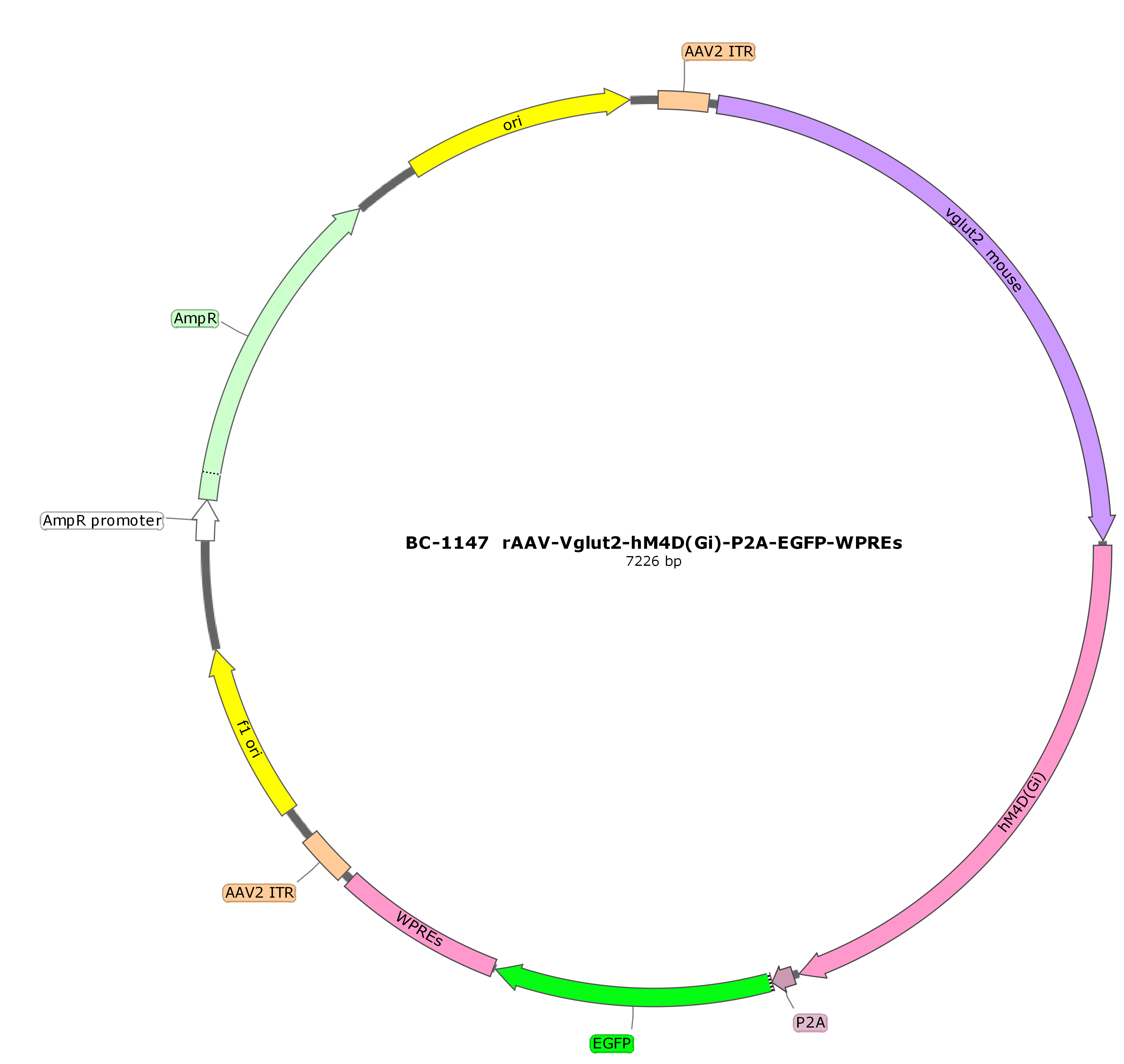 rAAV-Vglut2-hM4D(Gi)-P2A-EGFP