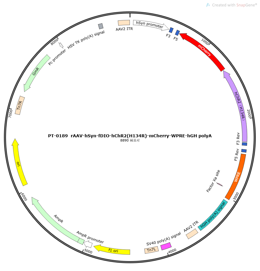 AAV-hSyn-fDIO-hChR2(H134R)-mCherry-WPREs