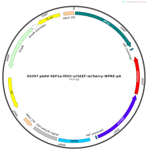 AAV2/9-hEF1a-fDIO-oChIEF-mCherry-ER2-WPRE-pA