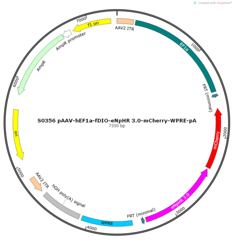 AAV2/2-hEF1a-fDIO-eNpHR 3.0-mCherry-WPRE-pA