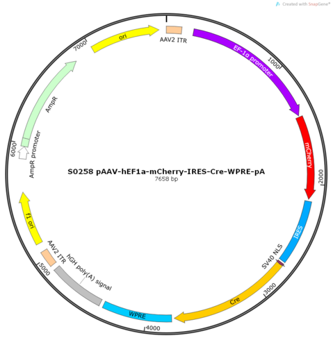 AAV2/9-hEF1a-mCherry-IRES-Cre-WPRE-pA
