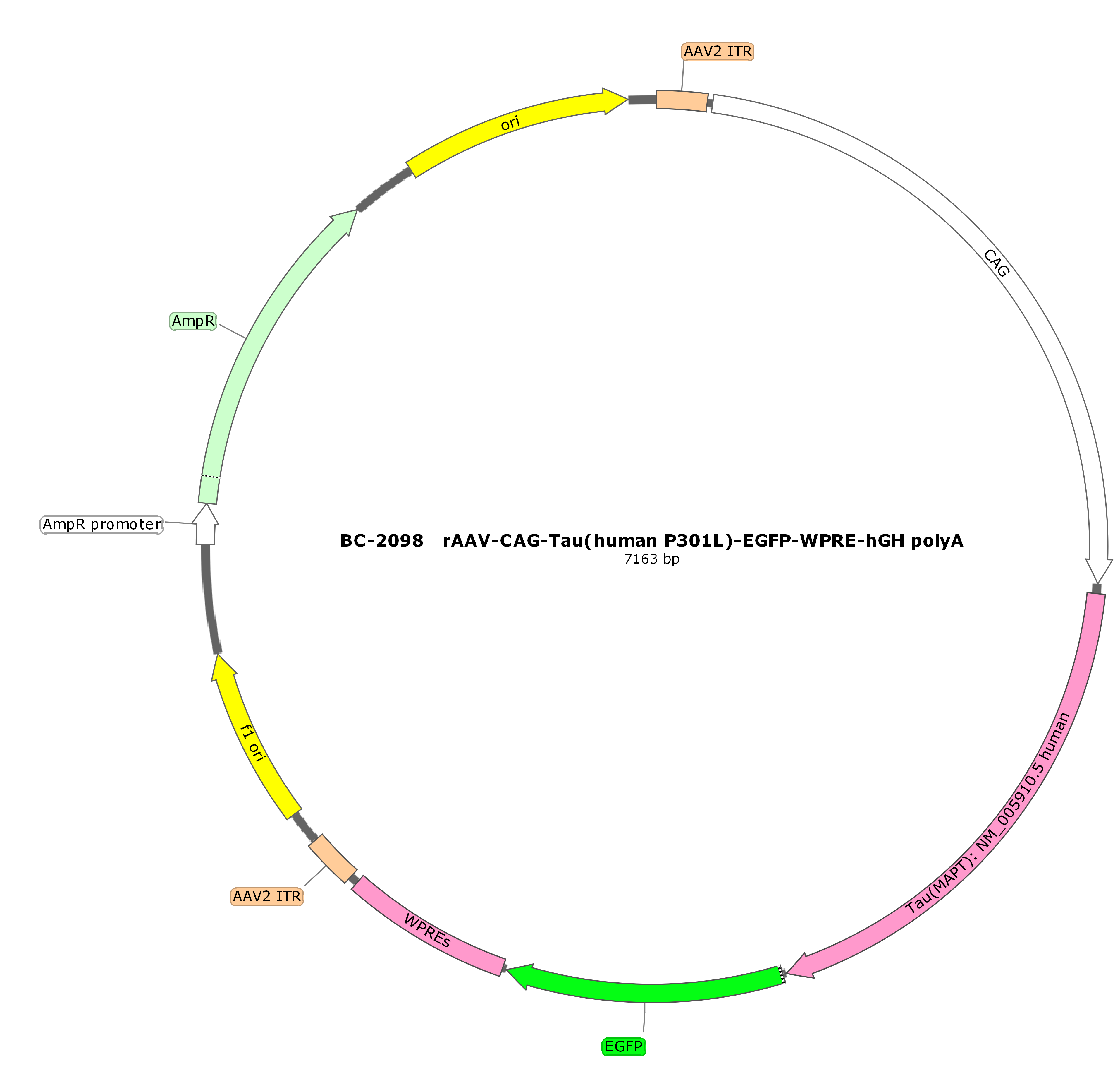 rAAV-CAG-Tau(human P301L)-EGFP