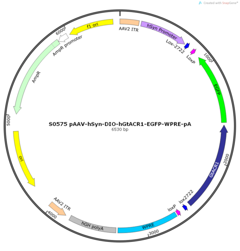 AAV2/8-hSyn-DIO-hGtACR1-EGFP-ER2-WPRE-pA