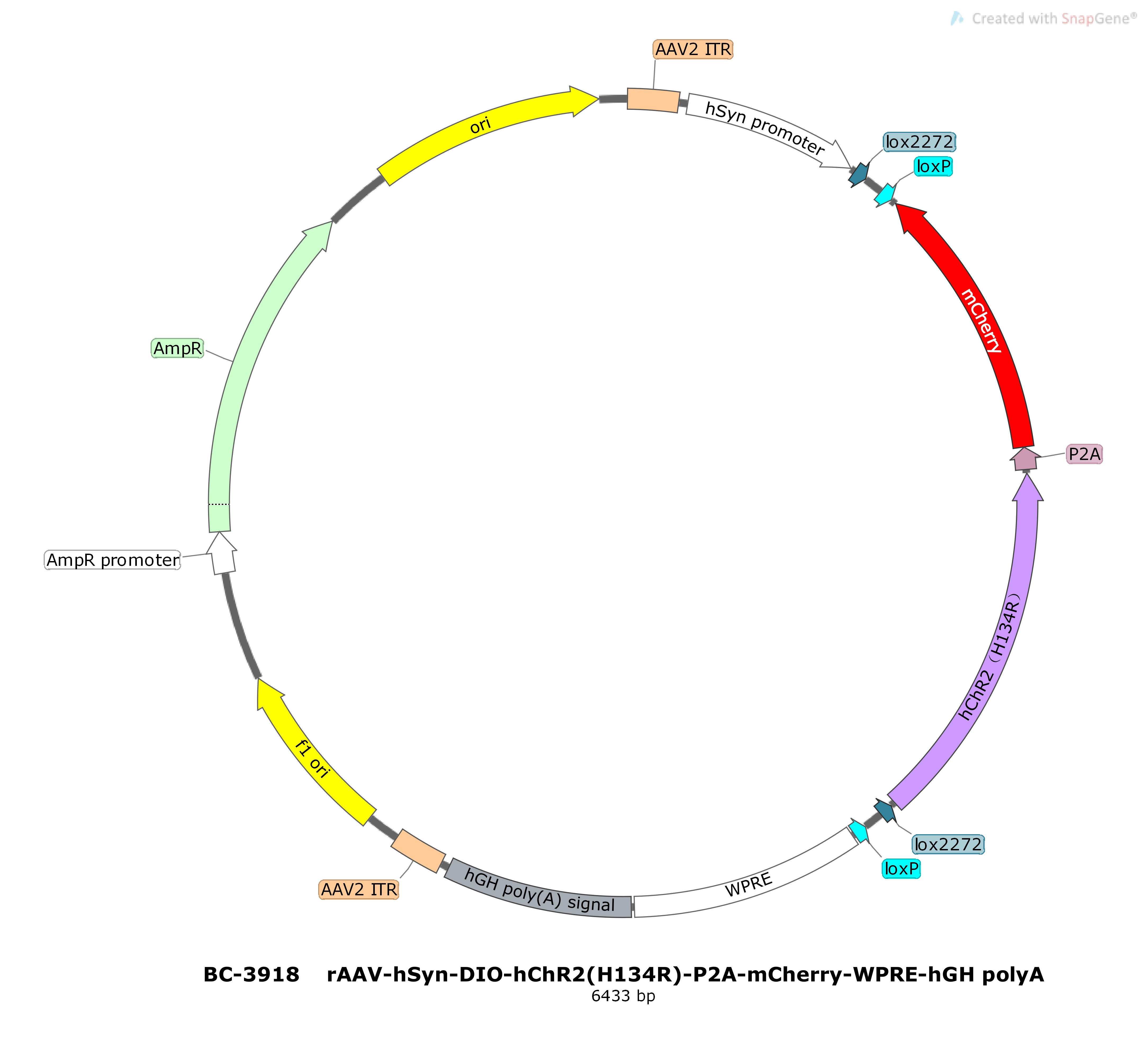rAAV-hSyn-DIO-hChR2(H134R)-P2A-mCherry