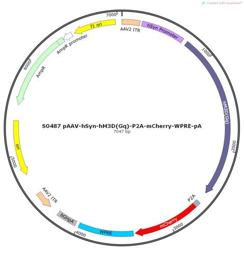AAV2/8-hSyn-hM3D(Gq)-ER2-P2A-mCherry-WPRE-pA