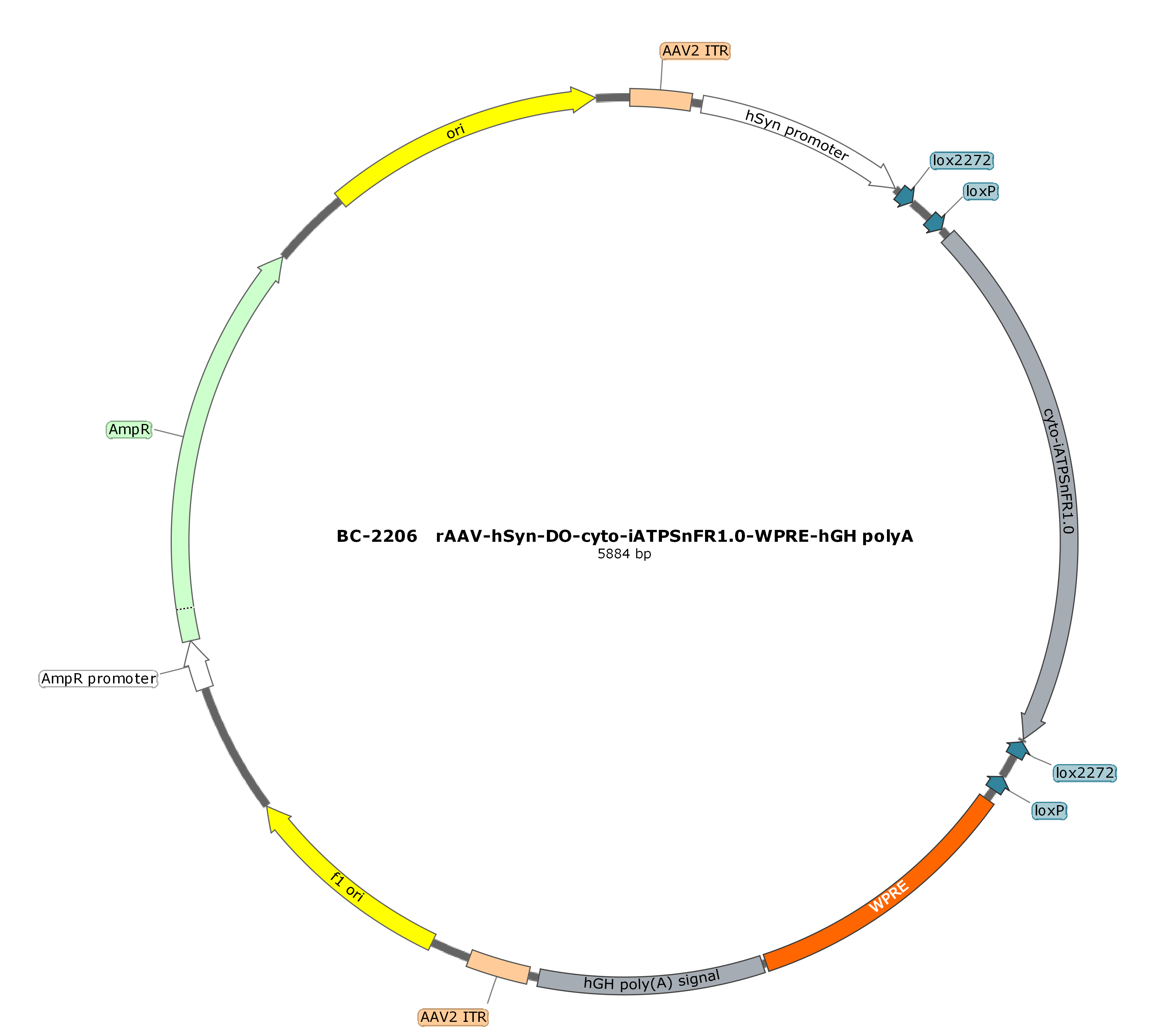 rAAV-hSyn-DO-cyto-iATPSnFR1.0