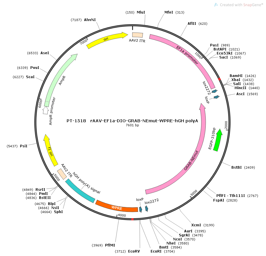 rAAV-EF1α-DIO-GRAB-NEmut-WPRE-hGH polyA