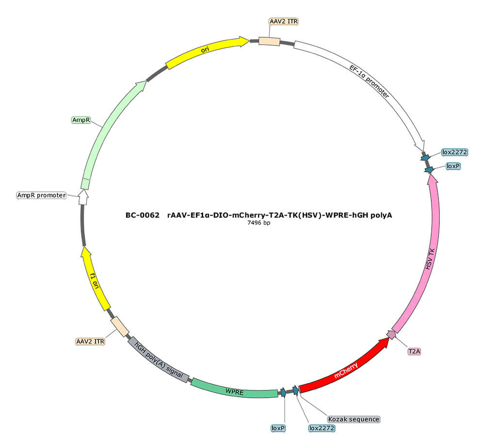 rAAV-EF1α-DIO-mCherry-T2A-TK(HSV)