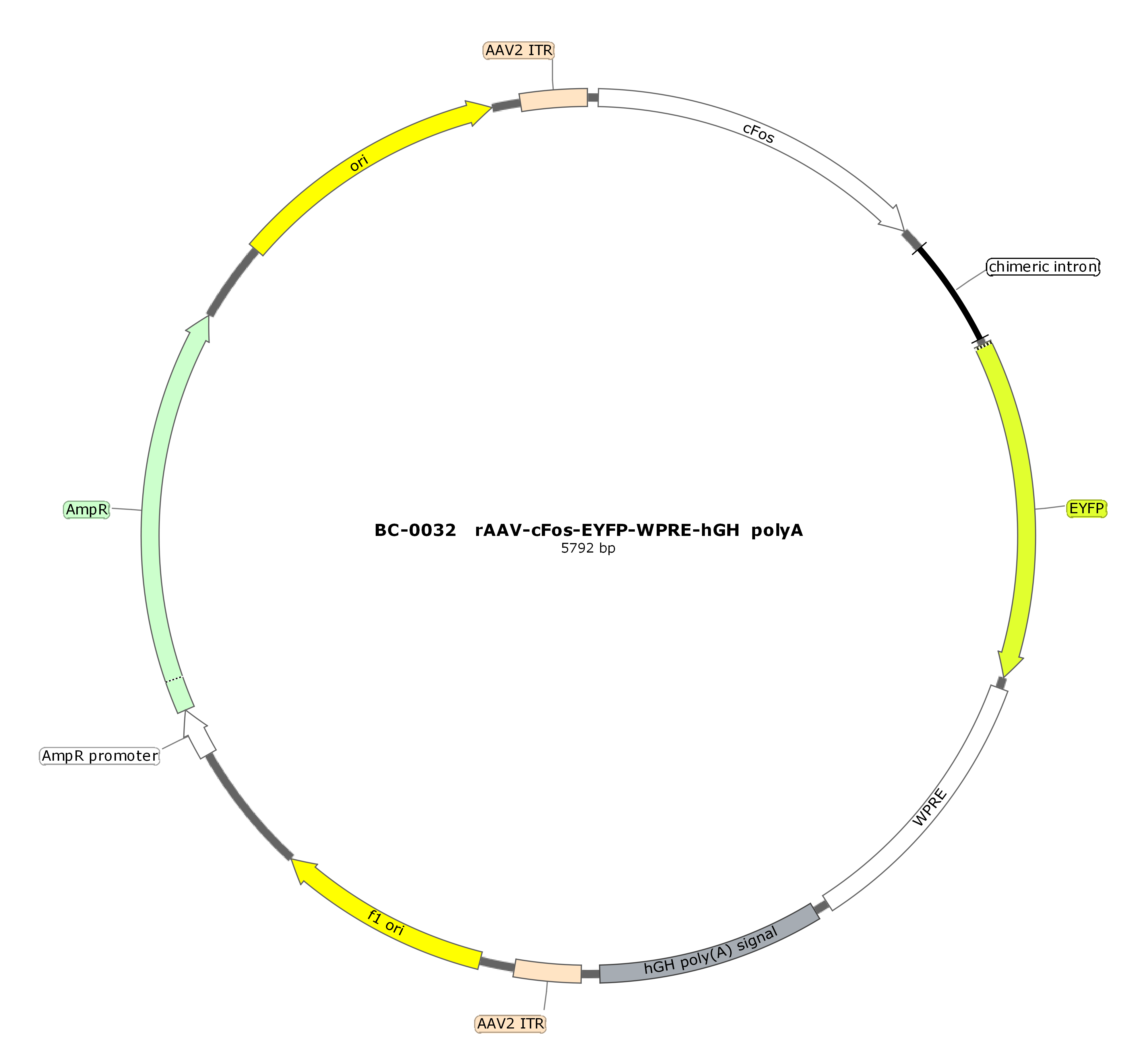 rAAV-cfos-EYFP-WPRE-hGH polyA