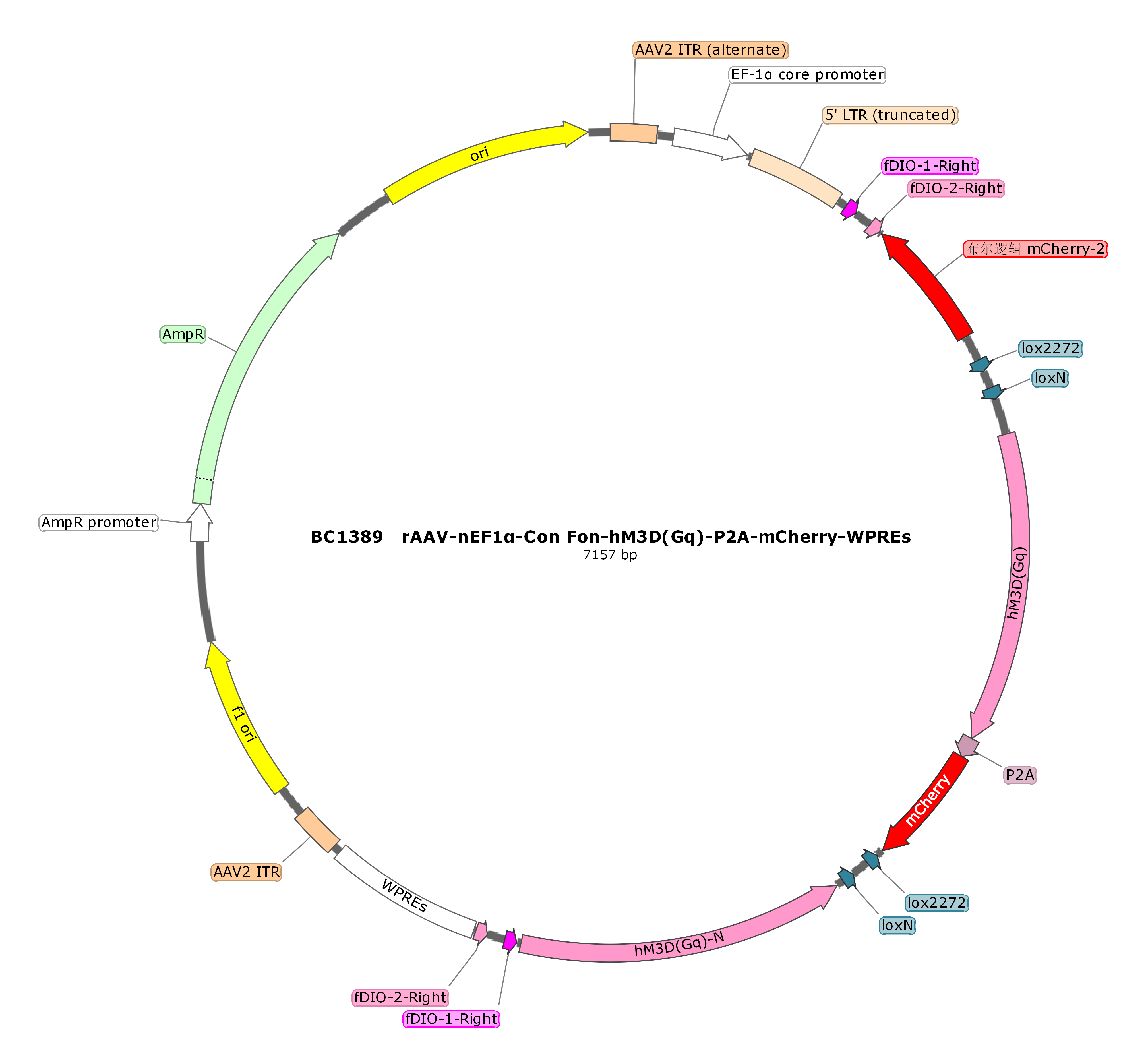 rAAV-nEF1α-Con Fon-hM3D(Gq)-P2A-mCherry