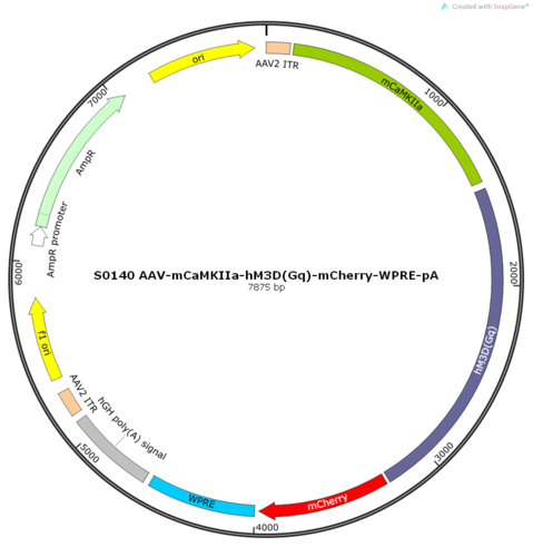AAV2/8-mCaMKIIa-hM3D(Gq)-mCherry-WPRE-pA