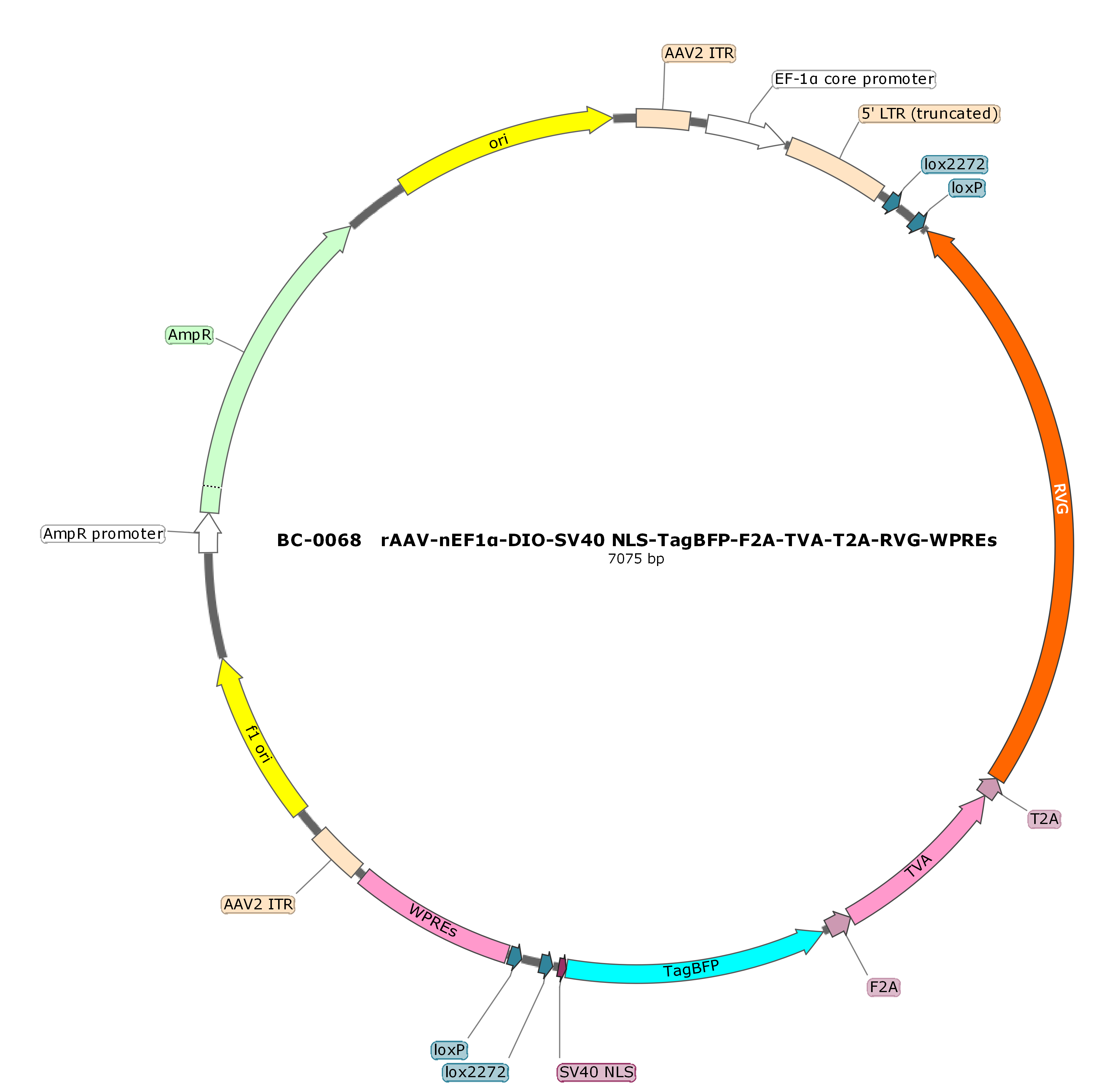 rAAV-nEF1α-DIO-NLS-BFP-F2A-TVA-T2A-RVG