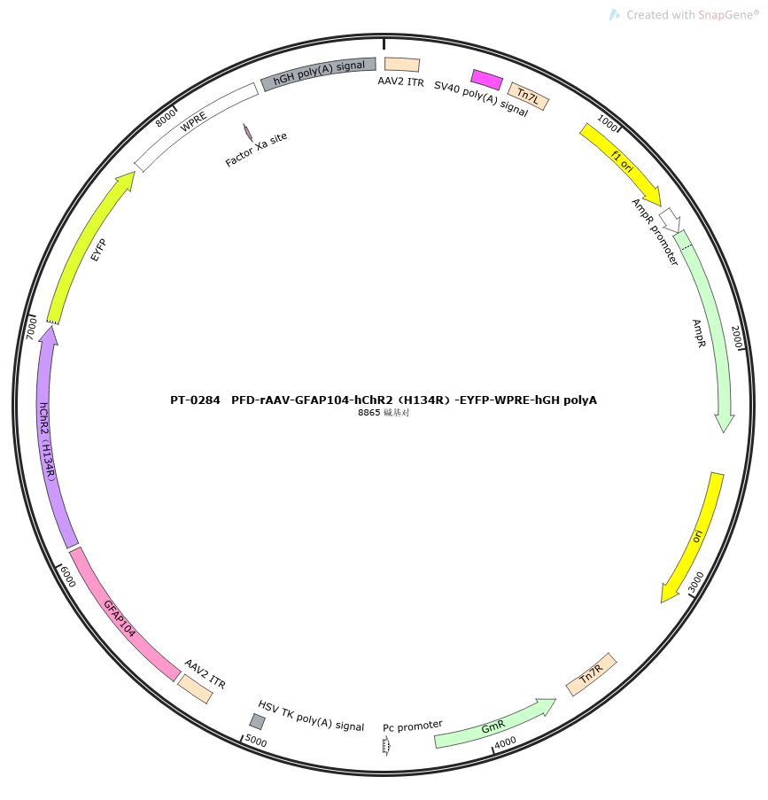 rAAV-GFAP104-hChR2(H134R)-EYFP-WPRE-hGH polyA