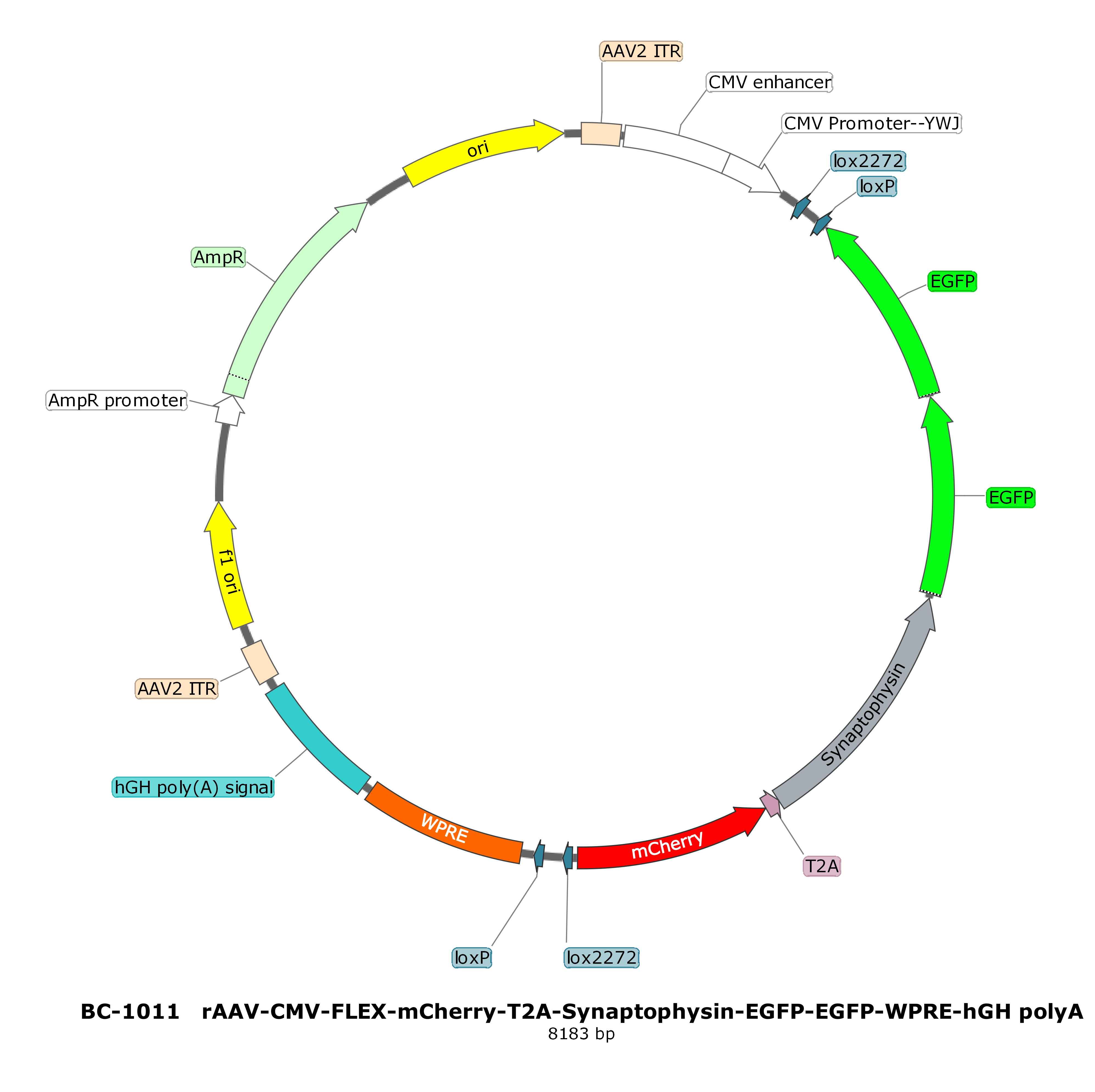 rAAV-CMV-FLEX-mCherry-T2A-Synaptophysin-EGFP-EGFP