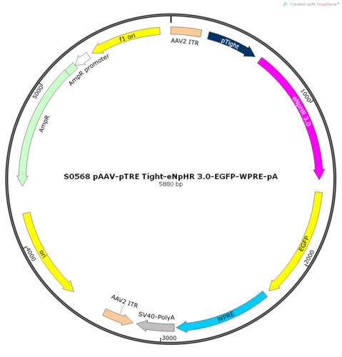 AAV2/9-pTRE Tight-eNpHR 3.0-EGFP-WPRE-pA