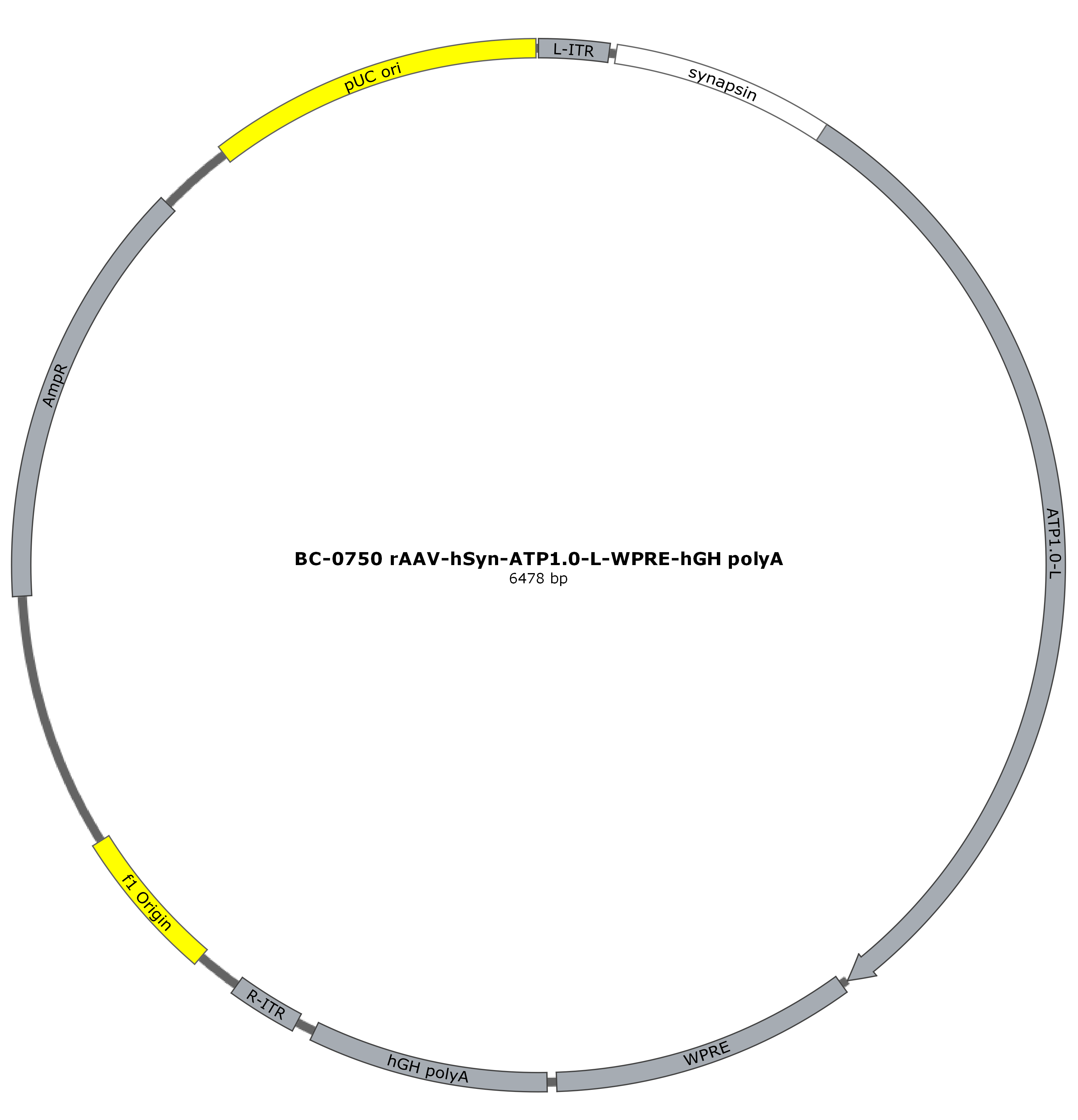PFD-rAAV-hSyn-ATP1.0-L-WPRE-hGH polyA