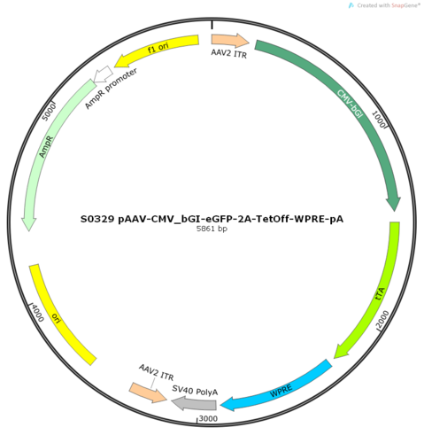 AAV2/9-CMV_bGI-eGFP-2A-TetOff-WPRE-pA