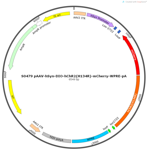AAV2/9-hSyn-DIO-hChR2(H134R)-mCherry-ER2-WPRE-pA