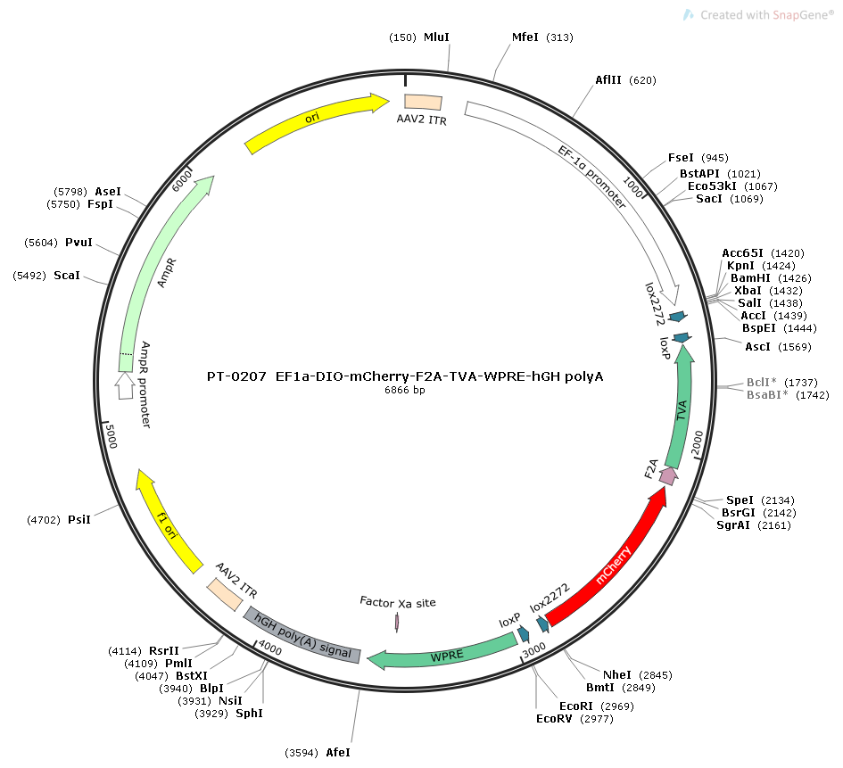 rAAV-EF1α-DIO-mCherry-F2A-TVA-WPRE-hGH polyA