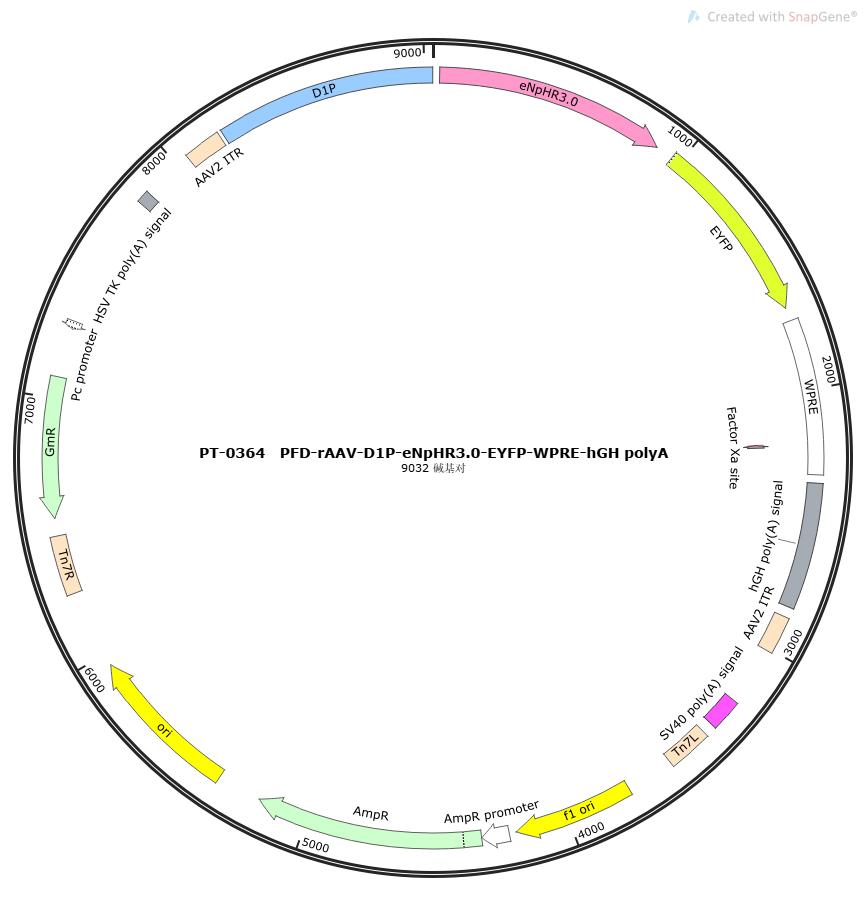 rAAV-D1-eNpHR3.0-EYFP-WPRE-hGH polyA