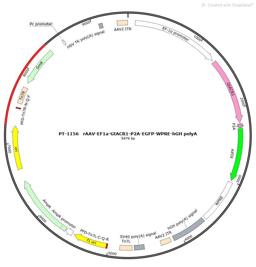 rAAV-EF1a-GtACR1-P2A-EGFP-WPRE-hGH polyA