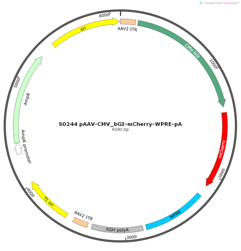 AAV2/5-CMV_bGI-mCherry-WPRE-pA