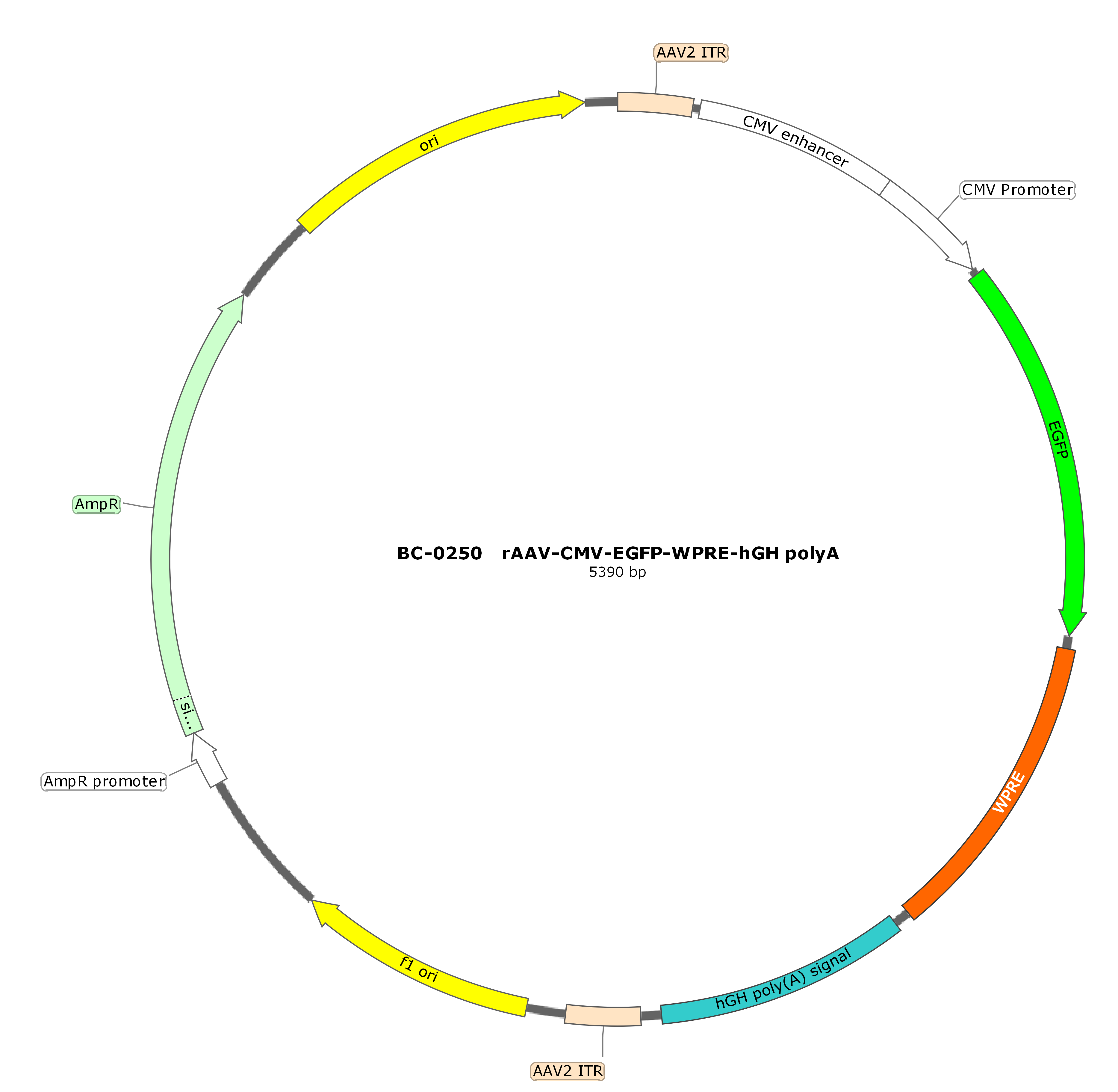 rAAV-CMV-EGFP-WPRE-hGH polyA