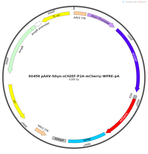 AAV2/9-hSyn-oChIEF-ER2-P2A-mCherry-WPRE-pA