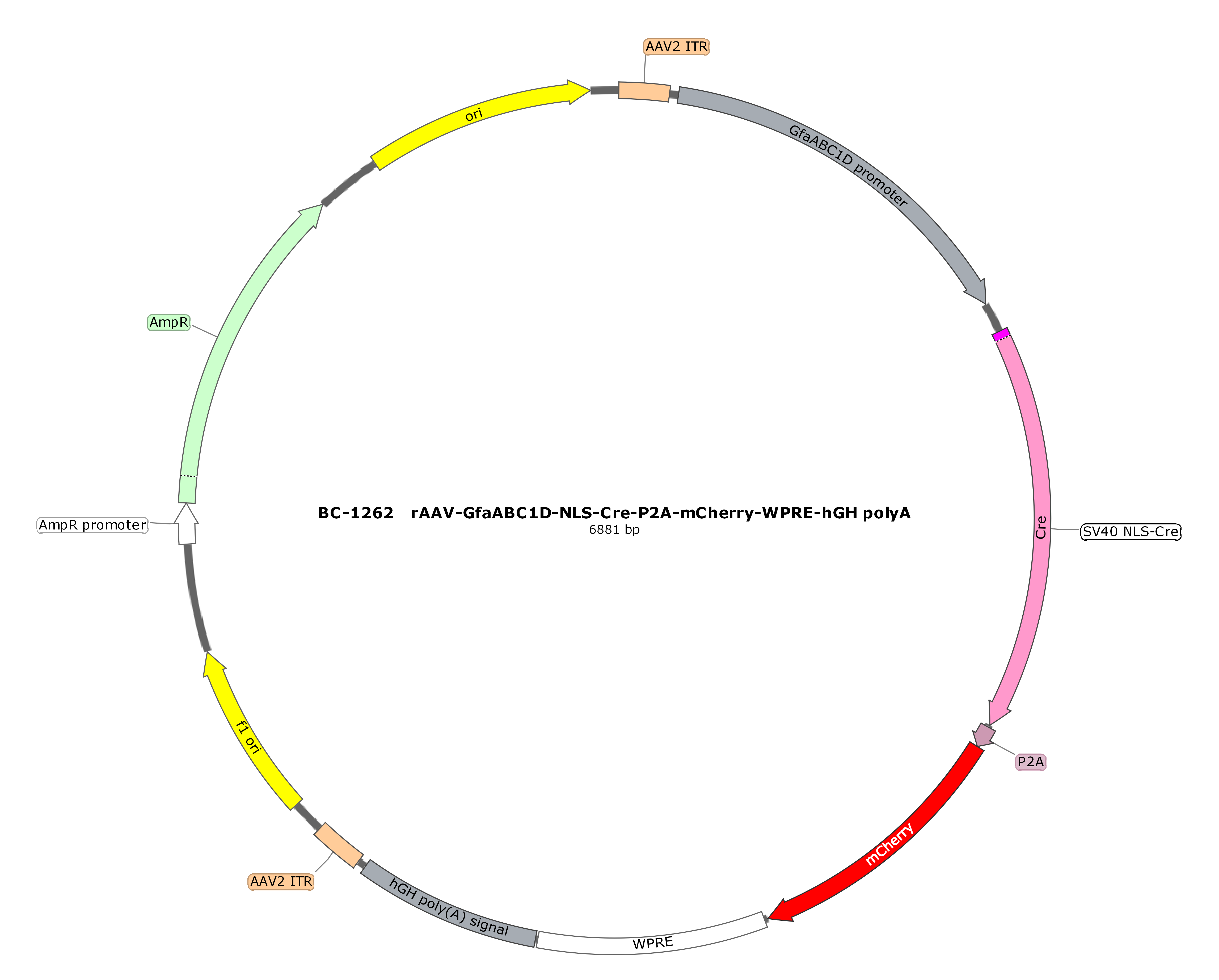 rAAV-GfaABC1D-NLS-Cre-P2A-mCherry