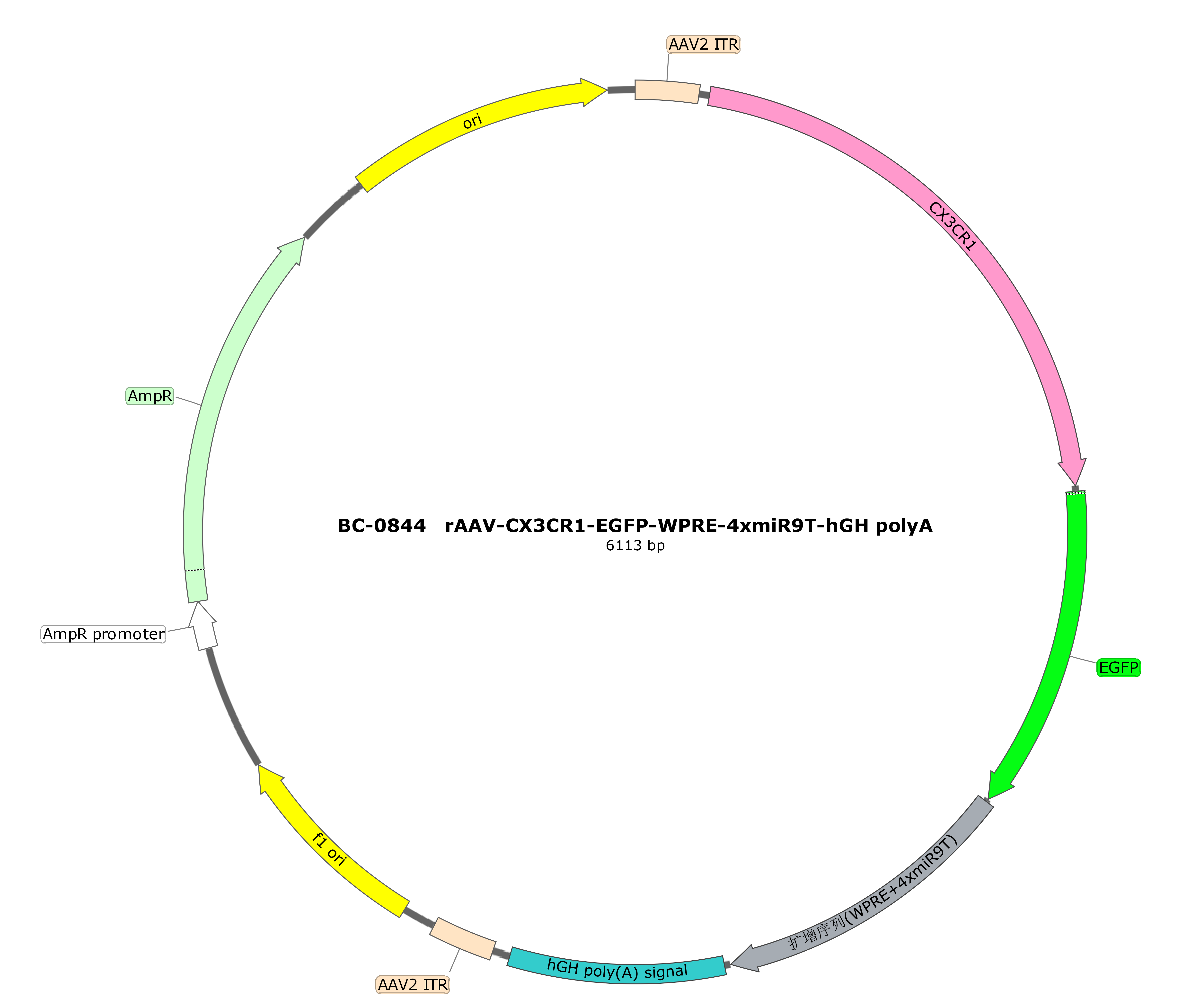 rAAV-CX3CR1-EGFP-4xmiR9T