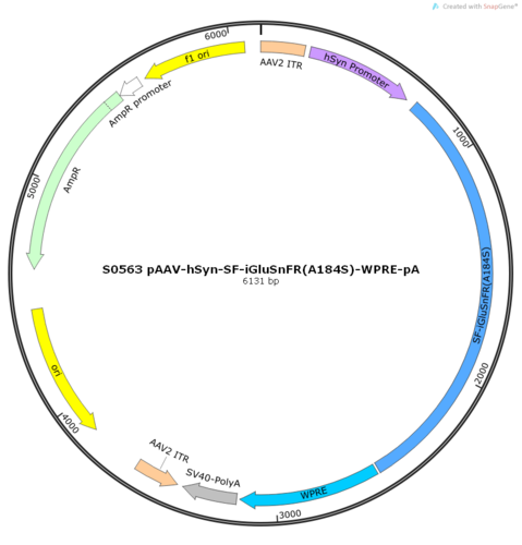 AAV2/9-hSyn-SF-iGluSnFR(A184S)-WPRE-pA