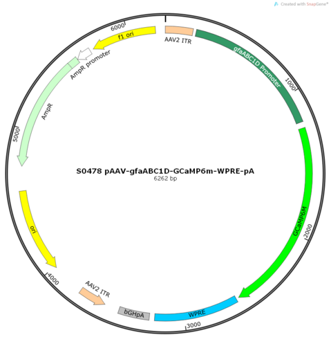 AAV2/8-gfaABC1D-GCaMP6m-WPRE-pA