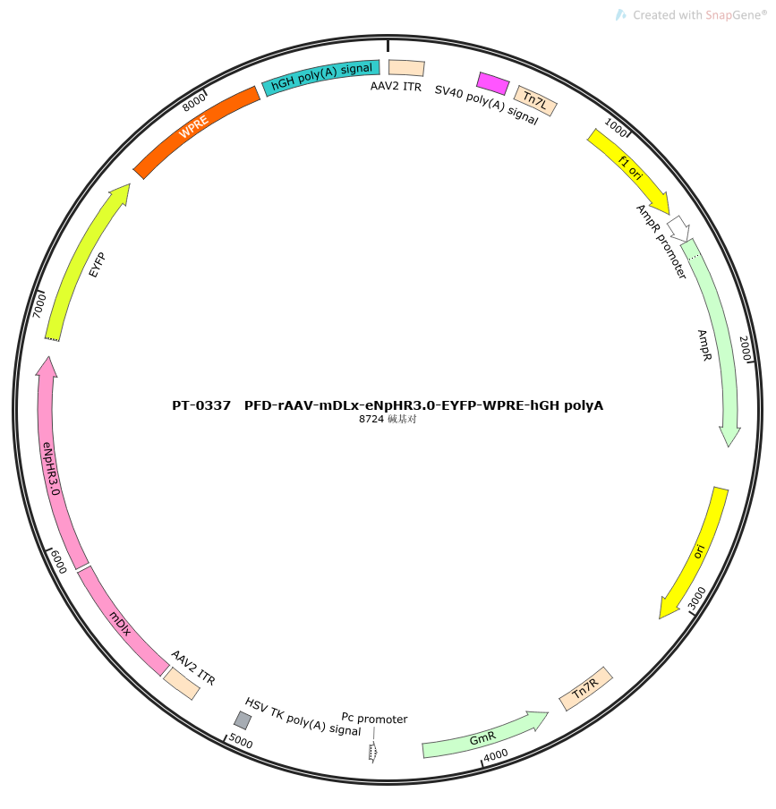 rAAV-mDLx-eNpHR3.0-EYFP-WPRE-hGH polyA